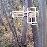 'Arboreal' by Dean Chatwin