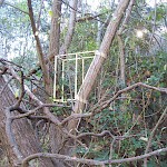 'Arboreal' by Dean Chatwin